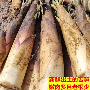 2025广西新鲜苦笋现挖苦竹笋甘笋春笋江西赣州苦笋客家苦笋