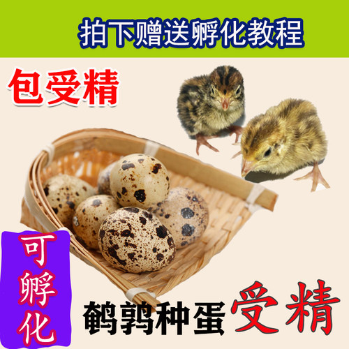 鹌鹑种蛋 受精蛋可孵化新鲜鹌鹑蛋鸟蛋可孵鹌鹑种蛋新鲜鹌鹑蛋