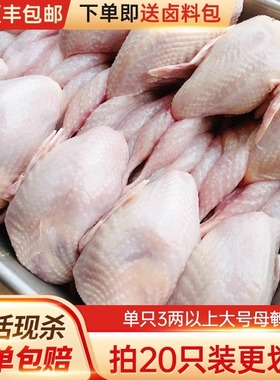 新鲜鹌鹑特大母鹌鹑肉冷冻鲜货活体现杀白条炖汤烧烤生骨肉10只
