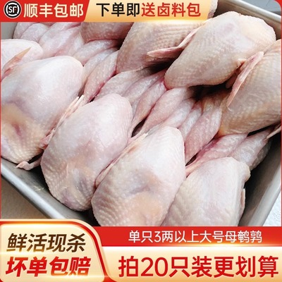 新鲜鹌鹑特大母鹌鹑肉冷冻鲜货活体现杀白条炖汤烧烤生骨肉10只