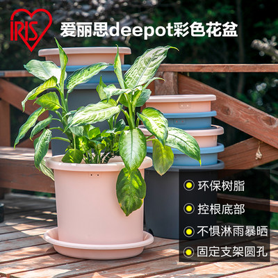 铁线莲deepot浅型爱丽丝塑料花盆