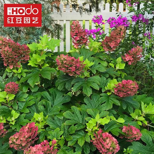 栎叶绣球价格 栎叶绣球图片 星期三