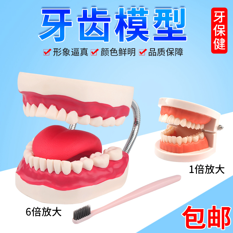 儿童牙列模型J39052口腔模型牙齿模型幼儿园早教教具口腔医学护
