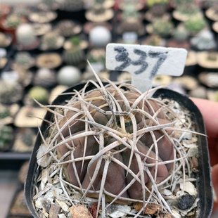 337实生伏刺天平