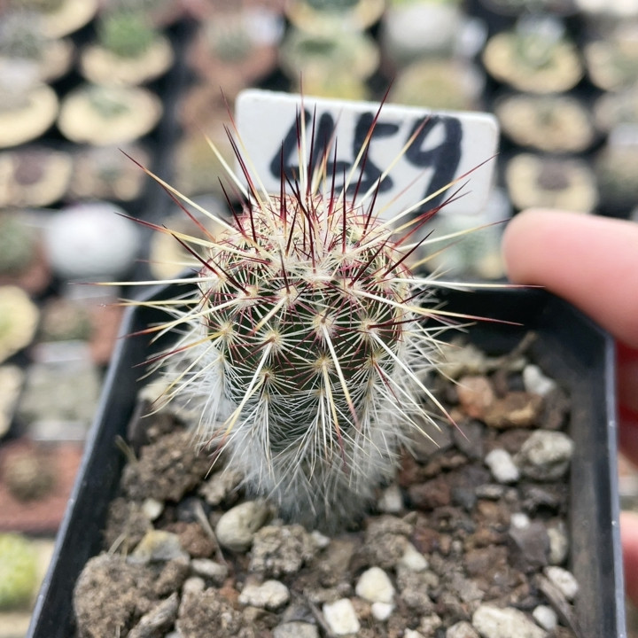 459实生香味虾,鲜花速递/花卉仿真/绿植园艺,多肉植物,淘宝优惠券,粉丝福利购,淘宝优惠卷