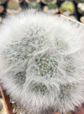 039无刺丽光殿群