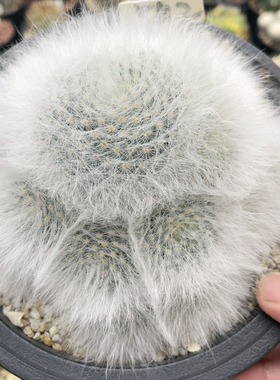 542无刺丽光殿群