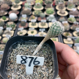 876实生赤花美珍玉