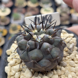 419棕刺黑王丸实生3.6