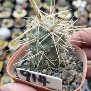 914金刺强刺习志野实生