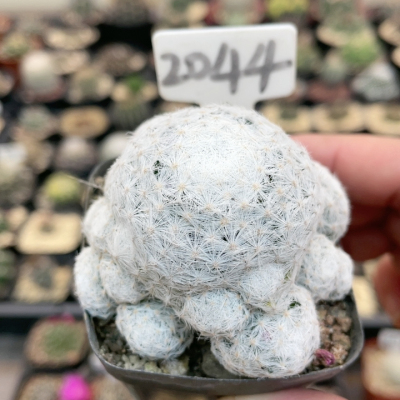 2044实生大型春星群