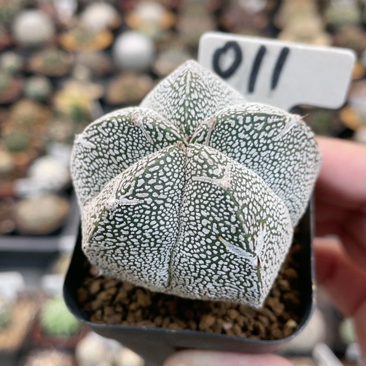 011实生五角恩冢鸾凤玉带v多肉植物