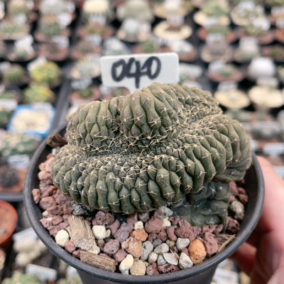 040实生拉根缀化
