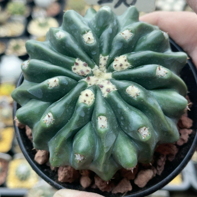 230无刺凌波实生7.4