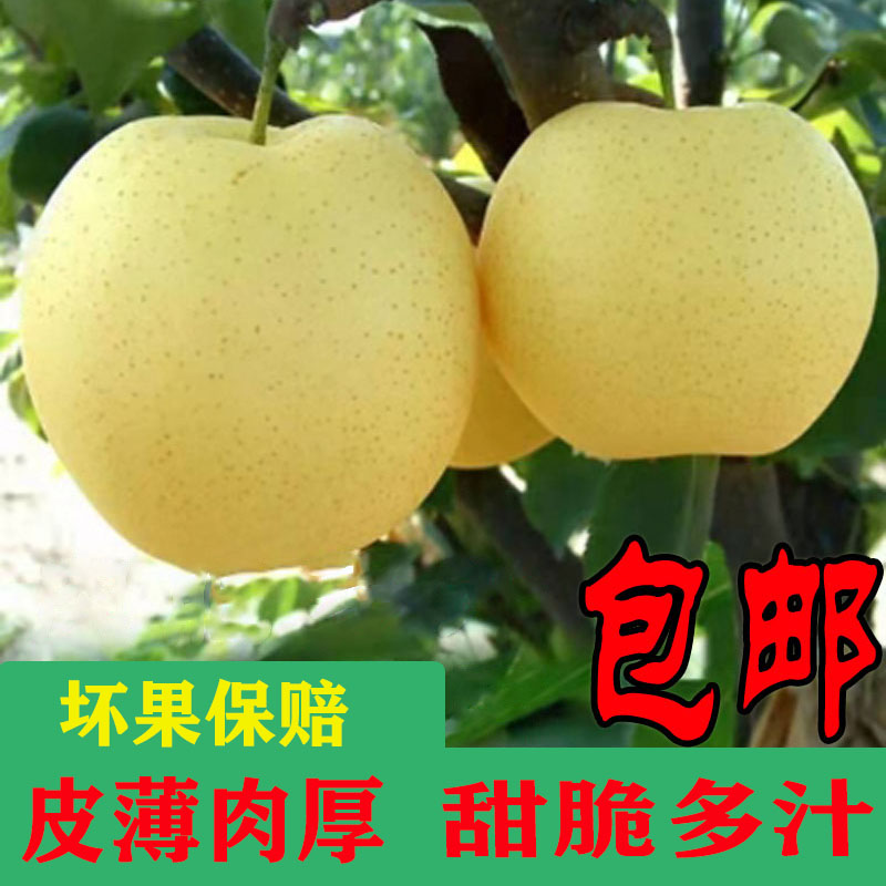 东北皇冠梨新鲜水果皮薄甜脆阳坡果非雪梨子现摘现发整箱10斤包邮
