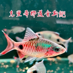 印度原生热带淡水群游观赏鱼克里希那道鲃黑影道人梦幻黑影活体