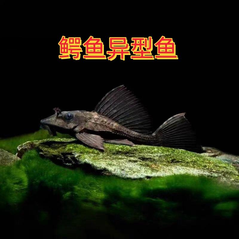 南美鳄鱼异型高端清洁鱼龙鱼配鱼清道夫热带观赏鱼稀有鱼高颜值鱼