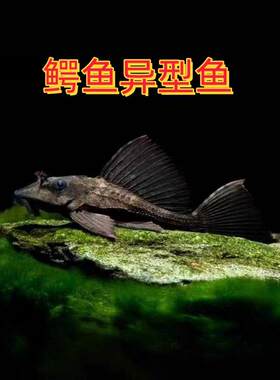 南美鳄鱼异型热带观赏鱼高颜值鱼