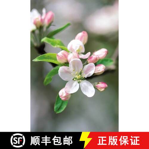 【3-4周达】精装 Memo Block - Apple Blossom: A beautiful note block containing 300 paper sheets with a... [9780754832003]