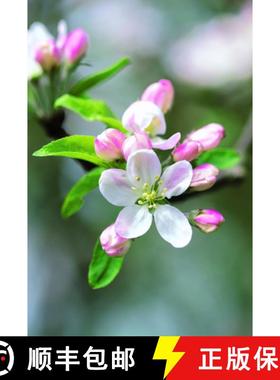 【3-4周达】Memo Block - Apple Blossom: A beautiful note block containing 300 paper sheets with an int... [9780754832003]