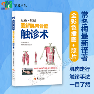 新书图解肌肉骨骼触诊术医学运动解剖触诊技术藤绳理著正版包邮医疗康复体育领域专业人士健康知识医学外科学骨科图书籍华夏出版社