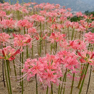 3倍体粉色 湖北石蒜 彼岸花种球 彼岸花种子 曼珠沙华 盆栽花卉