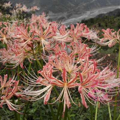 彼岸花杂交卷边石蒜9月开花