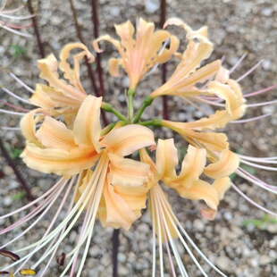 甜橙石蒜 彼岸花种球 彼岸花种子 曼珠沙华 盆栽花卉