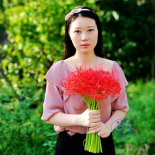 种植花卉 曼珠沙华盆栽室内四季 绿植彼岸花种子 彼岸花种球石蒜花