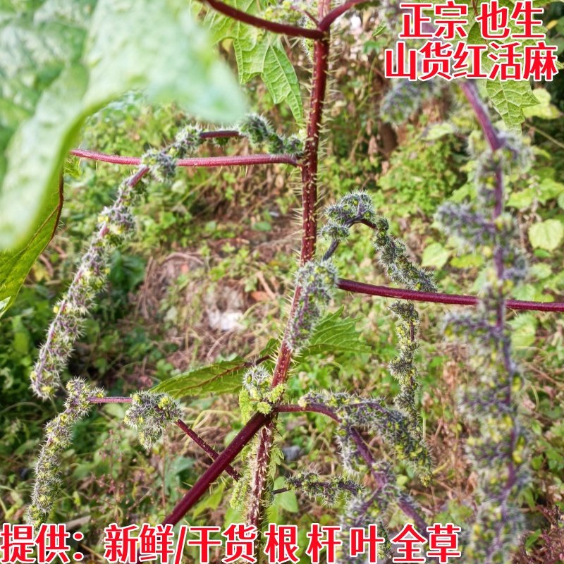 四川红活麻红火麻禾麻草