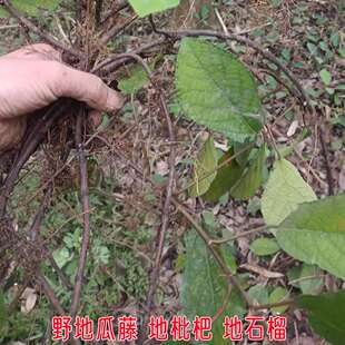 四川野地瓜藤新鲜地枇杷地石榴地果儿香地瓜果地琵琶地瓜泡根杆叶
