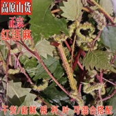 高原山货新鲜红霍麻红活麻草根火麻叶红禾麻干货红活麻根河麻荨麻