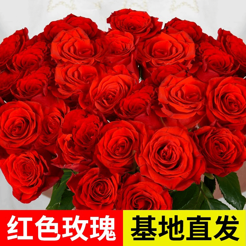 红玫瑰鲜花云南昆明基地直发七夕情人节同城速度真花插花家庭花卉