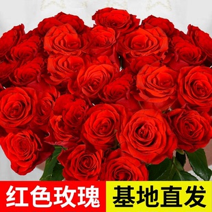 红玫瑰鲜花云南昆明基地直发七夕情人节同城速度真花插花家庭花卉