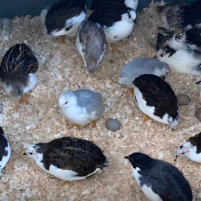 芦丁鸡孵化种蛋孵化器孵化种蛋