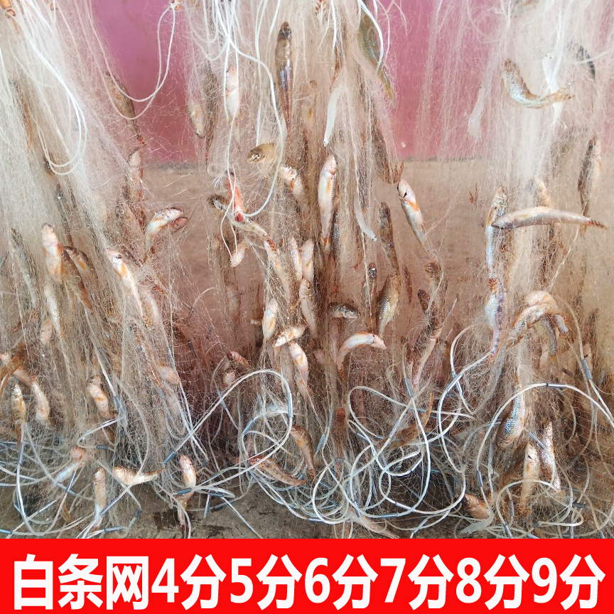 单层小白条餐条渔网4分5分6分
