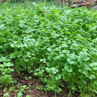 四川盐须农家自种小香菜老品种现挖发货新鲜食用蔬菜延须应季蔬菜