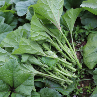 【现摘】农家自种新鲜冬寒菜野菜 东汉菜野菜马蹄菜蔬菜叶包邮