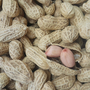 生花生带壳农家自种晒干小籽花生四川粉皮干花生 可发芽做种子 包邮