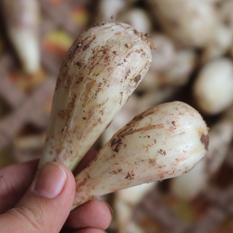 当季现挖藠头新鲜四川茭头农家自种鲜生荞头叫头子大教头蔬菜包邮