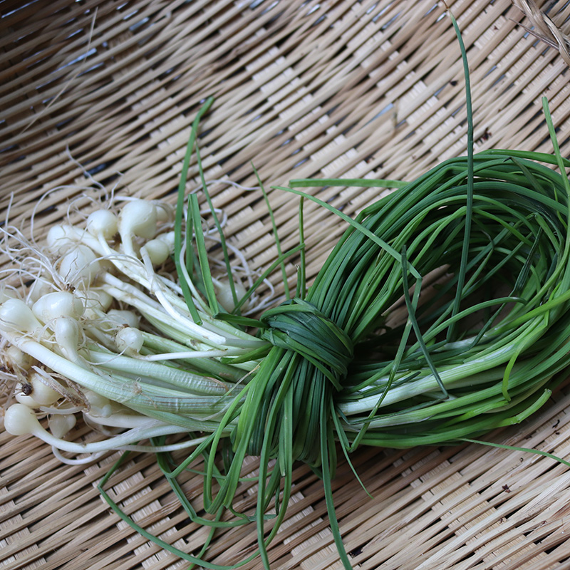 四川新鲜野葱野菜深山现挖小根蒜胡葱野生葱百香葱野菜苦藠头薤白