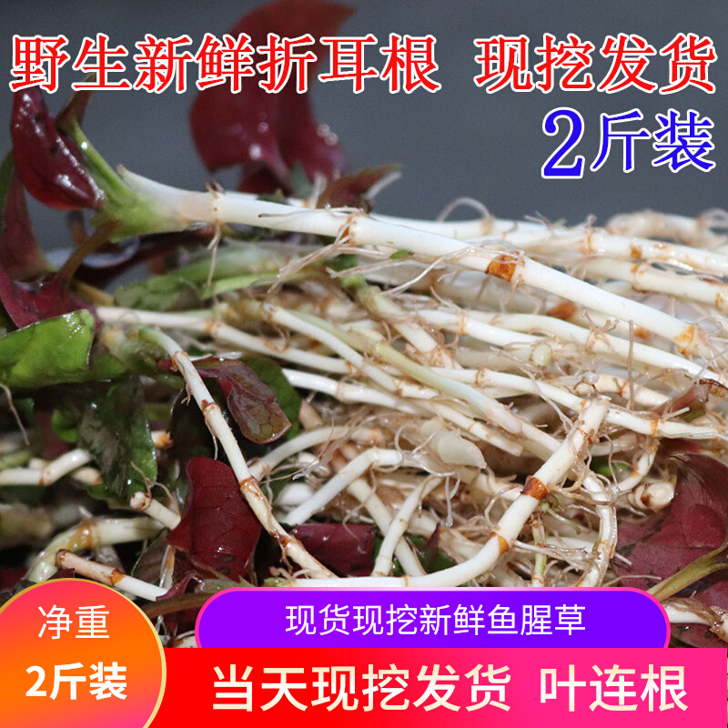 【现挖】四川野生鱼腥草新鲜嫩则儿带叶子贵州凉拌折耳根2斤包邮