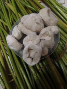 莲杆丝现抽新鲜藕丝莲丝印泥原料龙泉印泥原料藕杆丝荷杆丝手工抽