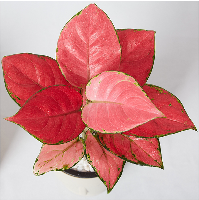 如意皇后花盆栽水培植物吉祥如意中国红吉利红皇后室内盆栽粉公主