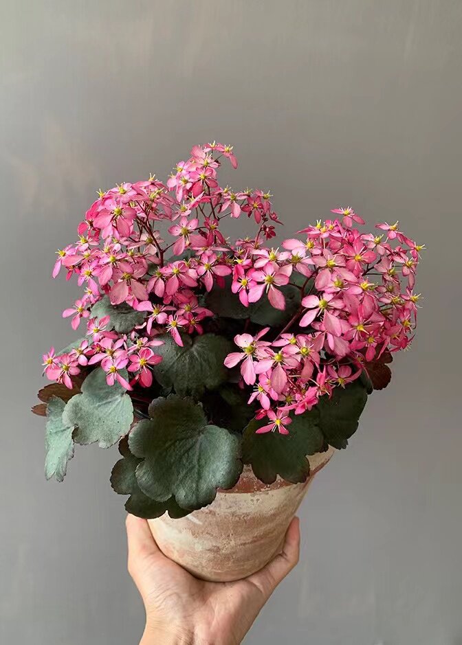 舞动精灵日本虎耳草大文字草盆栽耐寒耐阴多年生植物吸甲醛花卉