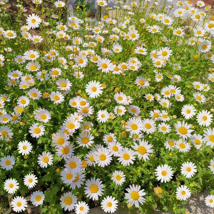 白晶菊盆栽花卉带花小白菊易活四季开花子小雏菊室外窗台阳台庭院