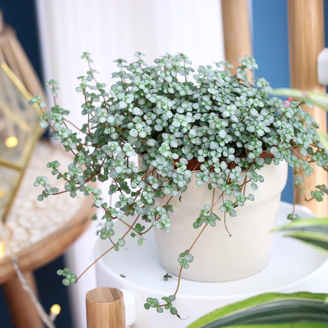 灰绿冷水花bb草盆栽植物雨林水陆造景附生攀爬背景墙观叶蕨类室内