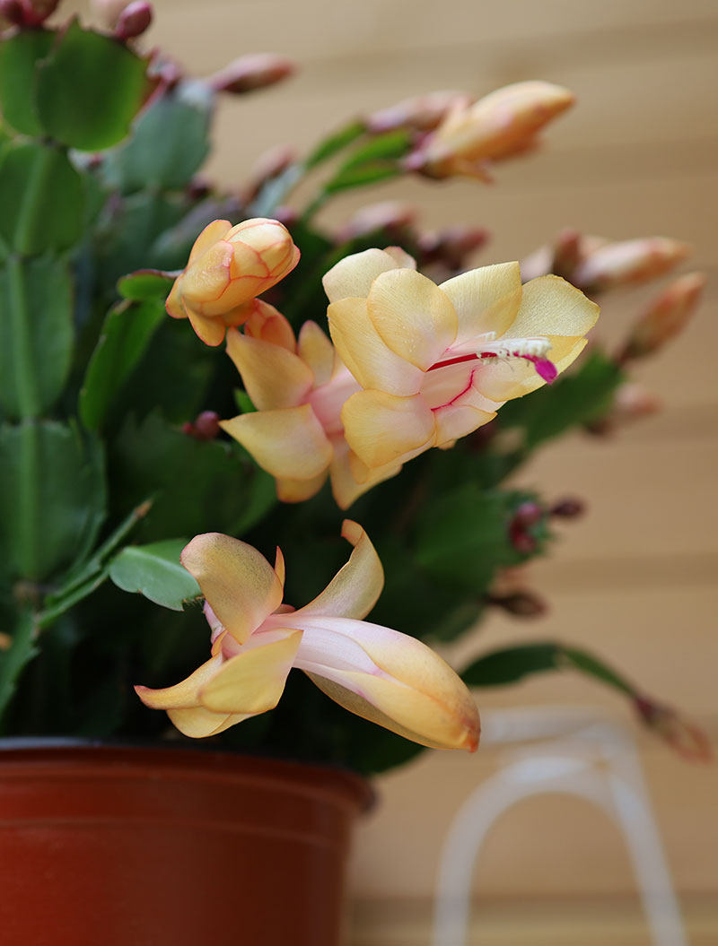 蟹爪兰蟹爪莲盆栽带花苞黄色光炫索菲亚观花植物室内阳台喜阳花卉