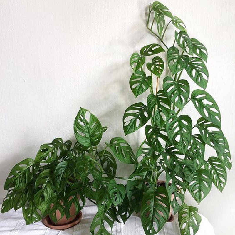 仙洞龟背竹多孔姬龟背 北欧ins风盆栽吸甲醛净化空气植物夏日绿植