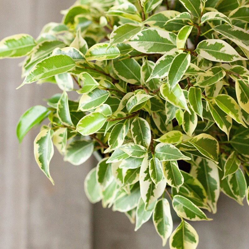 星光垂榕花叶榕垂叶榕树室内彩叶绿植观叶盆栽耐热夏季办公桌客厅